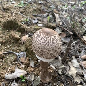 Parasol Mushroom