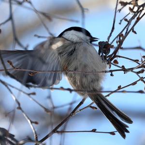 Willow Tit