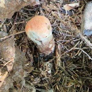 Orange Birch Bolete