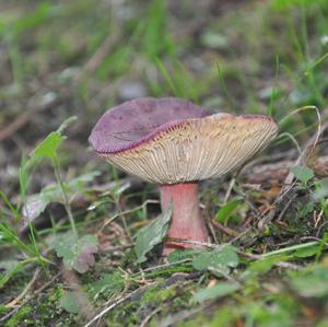 Lemon-gilled Russula