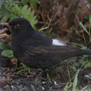 Eurasian Blackbird