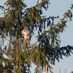 Mäusebussard