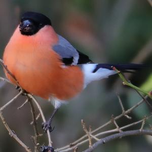 Eurasian Bullfinch