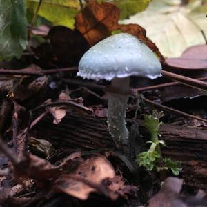 Blue-green Stropharia