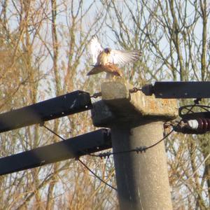 Common Kestrel