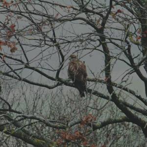 Common Buzzard