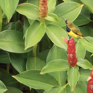 Olive-backed Sunbird