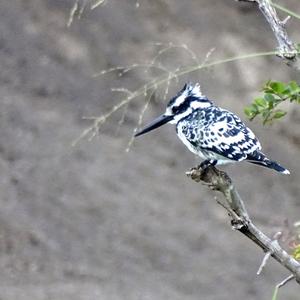 Pied Kingfisher