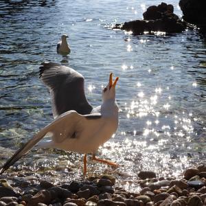 Yellow-legged Gull