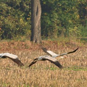 Common Crane