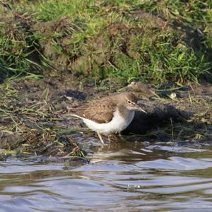 Common Sandpiper