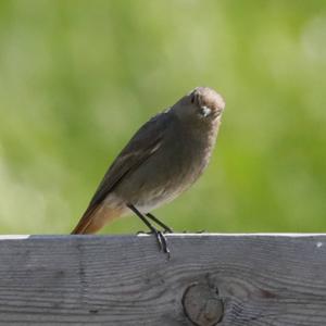 Black Redstart