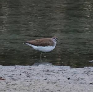 Green Sandpiper