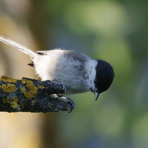 Marsh Tit