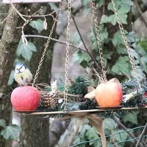 Blue Tit