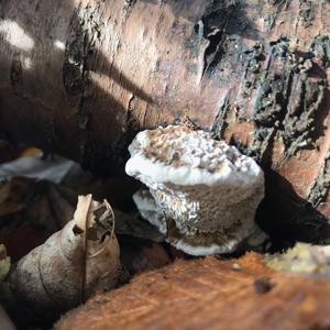 White Hedgehog Fungus