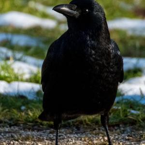 Carrion Crow