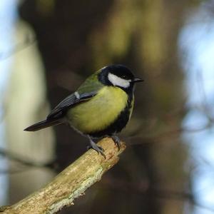 Great Tit