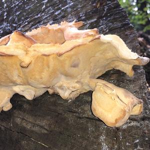 Black-staining Polypore