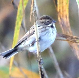 Reed Bunting