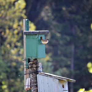 Eurasian Tree Sparrow