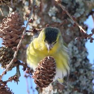 Eurasian Siskin