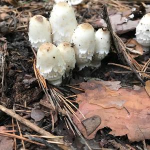 Shaggy Mane