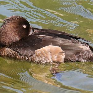 Tufted Duck