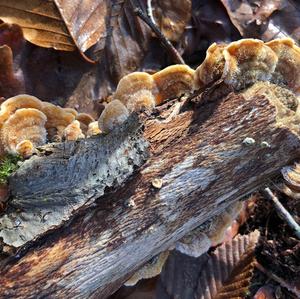 Hairy Parchment