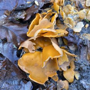 Orange Peel Fungus