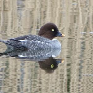 Common Goldeneye