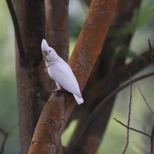 Tanimbar Cockatoo