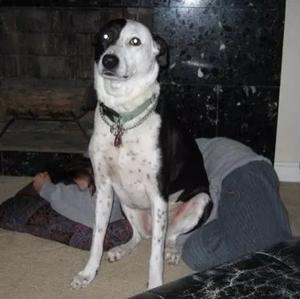 Unknown Breed