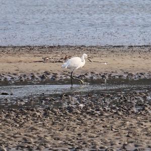 Little Egret