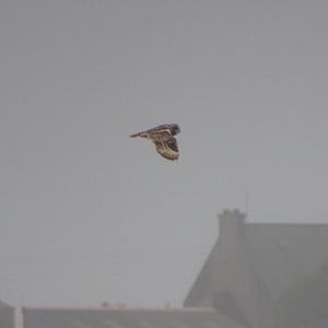 Short-eared Owl