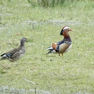 Mandarin Duck