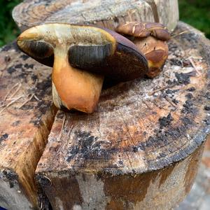 Bay Bolete