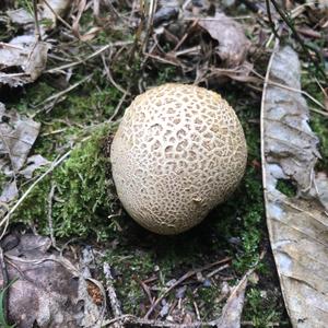 Meadow Puffball