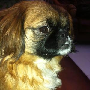 Pekingese