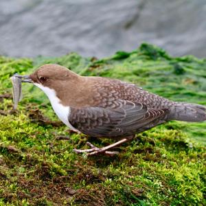 Wasseramsel