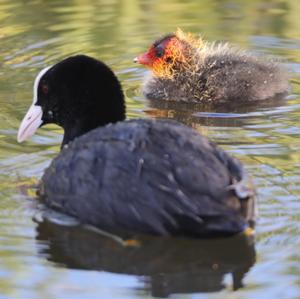 Common Coot