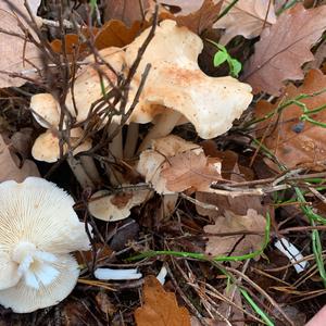 Deadly Lepiota