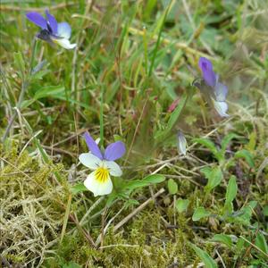 Heartsease