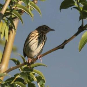 Tree Pipit