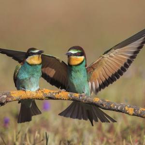 European Bee-eater