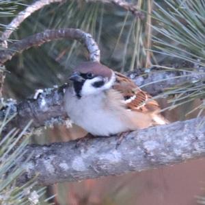 Eurasian Tree Sparrow