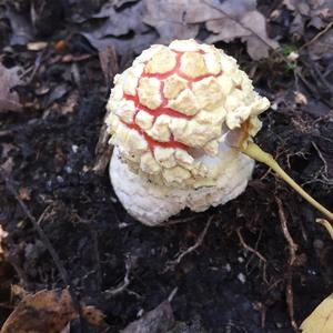 Fly Agaric