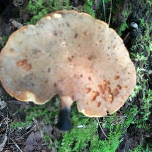 Black-footed Polypore