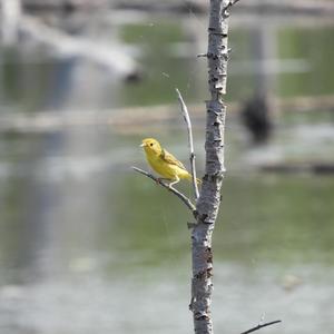 Yellow Warbler