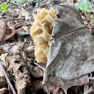 Yellow Morel